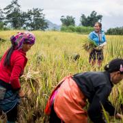 Rizières du Nord Vietnam
