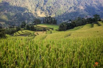 Rizières de Hoang Su Phi, Vietnam