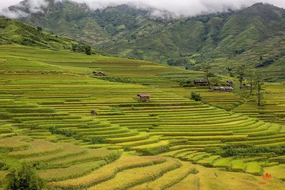 Rizières en terrasses à Mu Cang Chai