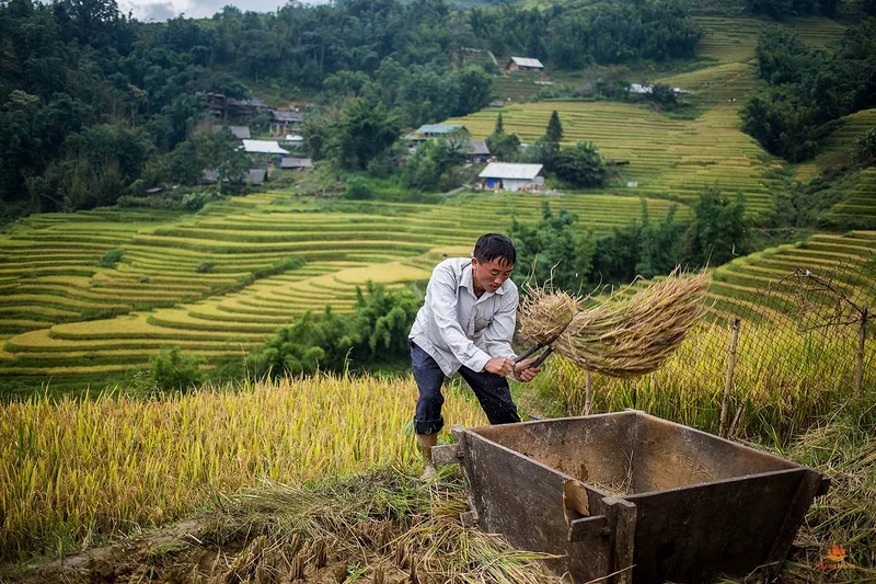 Homme récoltant le riz manuellement dans les environs de Sapa, Vietnam — Sapa (Viêt Nam)