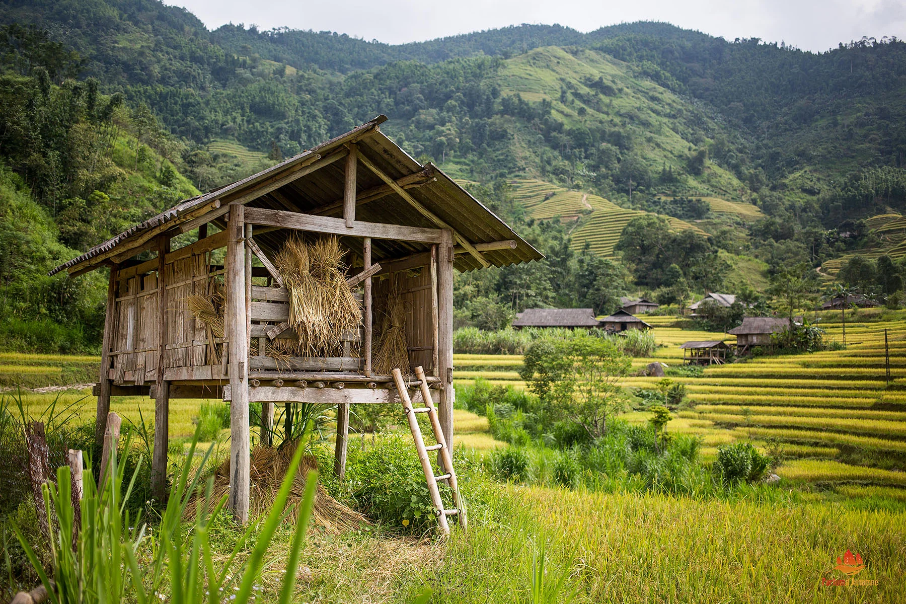 Cabane au milieu des rizières à Hoang Su Phi, Vietnam Cabane au milieu des rizières à Hoang Su Phi, Vietnam (Viêt Nam)