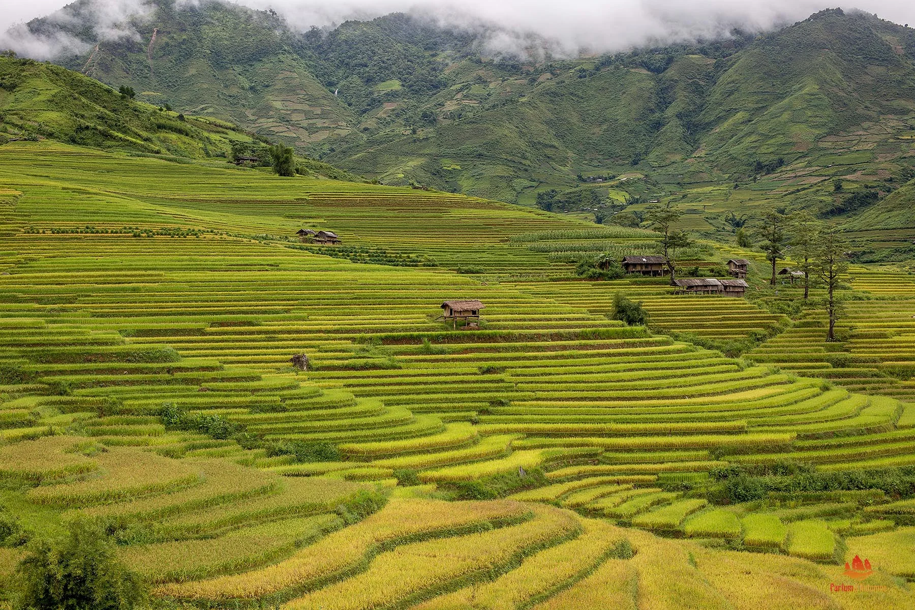 Rizières en terrasses à Mu Cang Chai Rizières en terrasses à Mu Cang Chai — Rizières en terrasses de Mù Cang Chải (Viêt Nam)