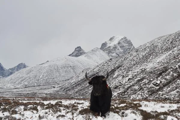 Un Yak sur le chemin de l'Everest (Népal)