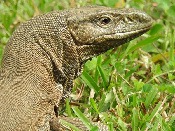 Varan (Sri Lanka)