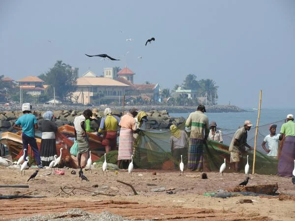 Marché aux poissons Negombo — Plage de Negombo (Sri Lanka)