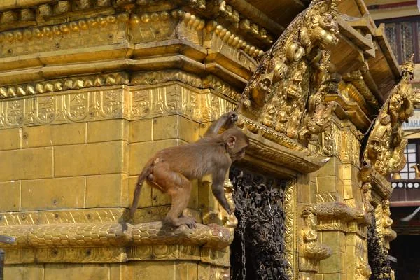 Temple des singes