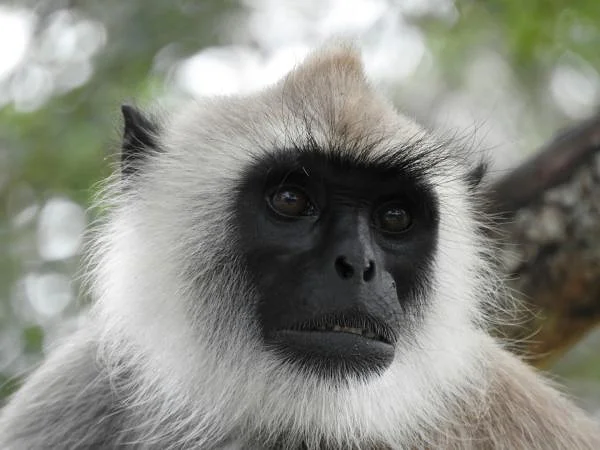 Monkeyyyy Monkeyyyy — Anuradhapura (Sri Lanka)