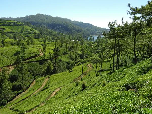 Plantations de Thé - Nuwara Ellia
