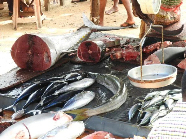 Marché aux poissons Marché aux poissons (Sri Lanka)
