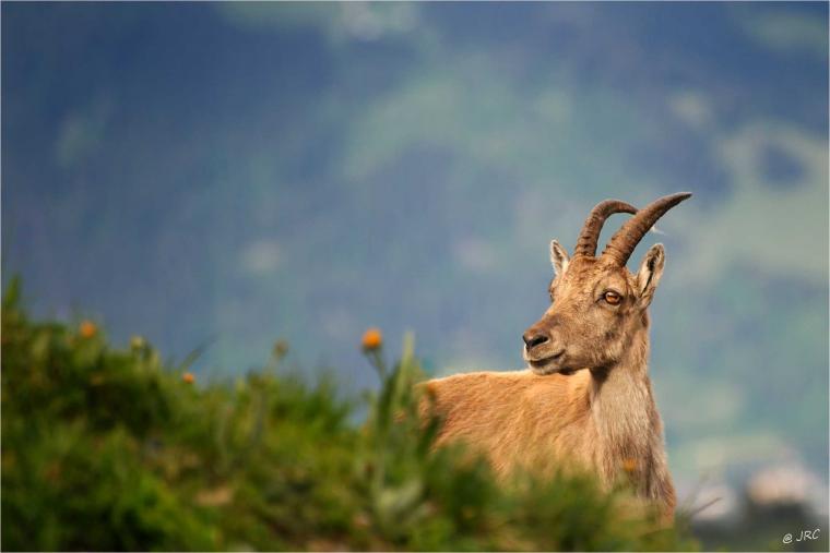 chamois Mercantour