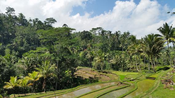 Les rizières de Bali