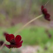 Daoulas