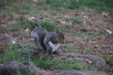 Giardini Reali di Torino