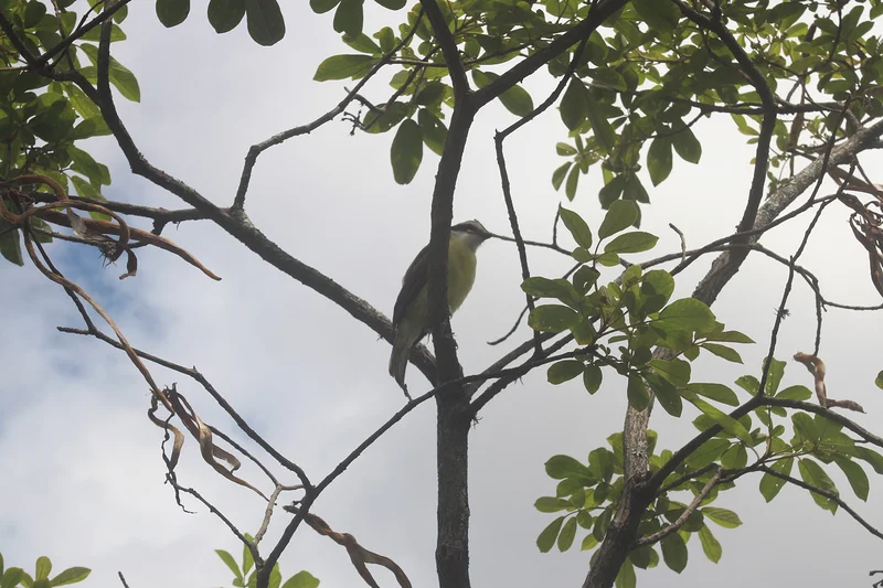 Passarinho — Parque do Ibirapuera (Brésil)