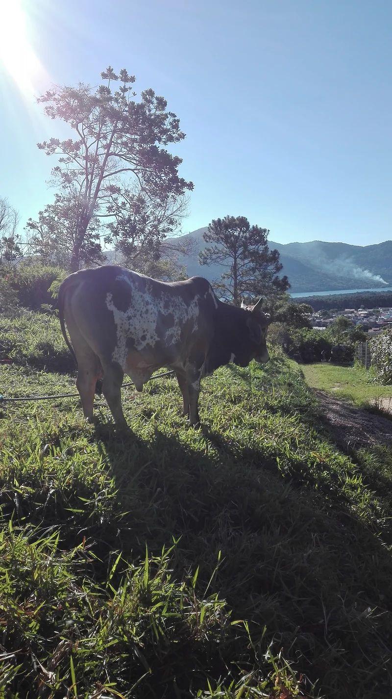 Uma Vaca — Plage de Barra da Lagoa (Brésil)
