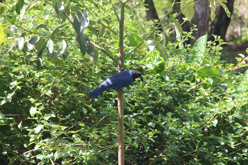 Um otro Passarinho — Florianopolis (Brésil)