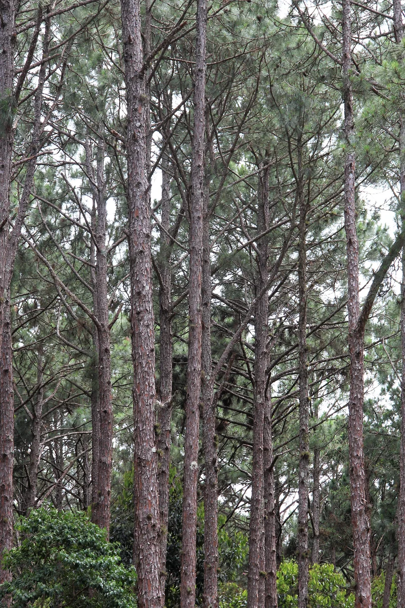 Uma Arvore — Florianopolis (Brésil)