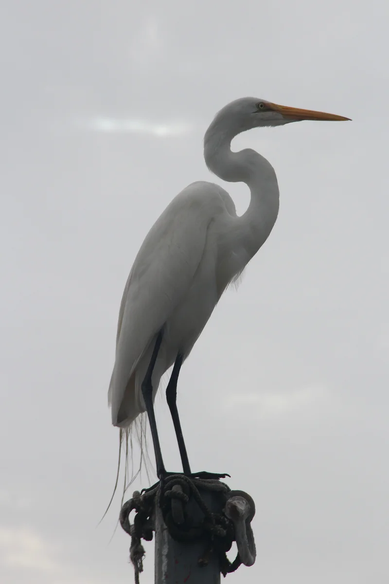 O lindo Pássaro — Florianopolis (Brésil)