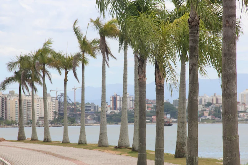 Arvores — Florianopolis (Brésil)