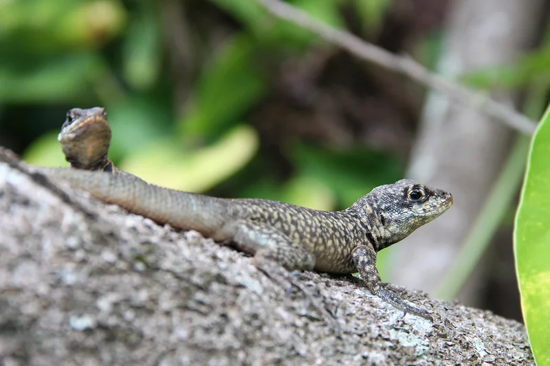 Lagarto — Mont du Pain de Sucre (Brésil)