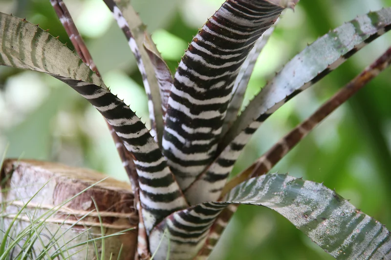 Jardin botanique de Rio de Janeiro