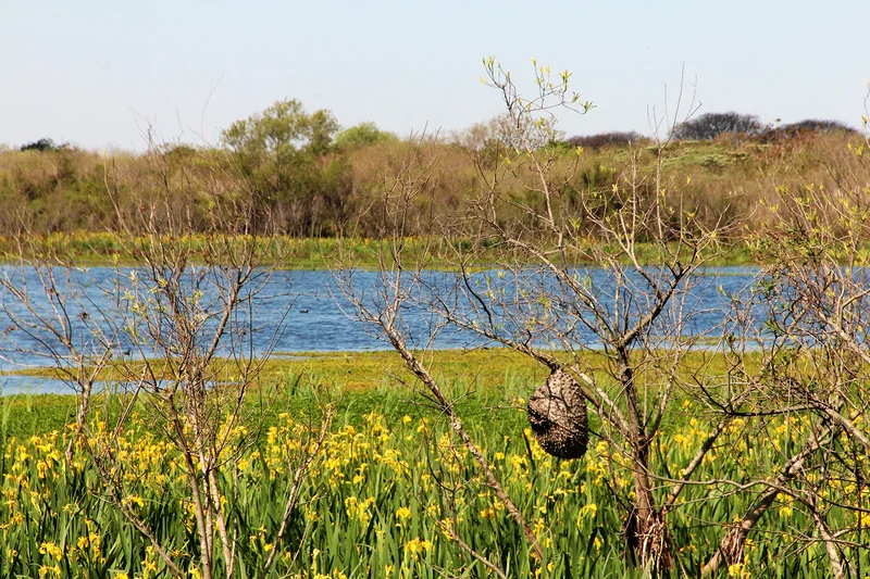 Reserva Ecológica Costanera Sur — Réserve écologique Costanera Sur (Argentine)