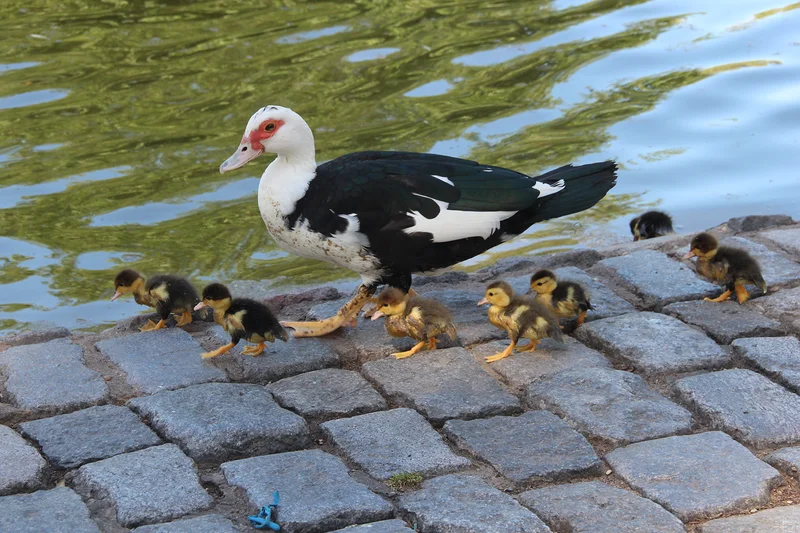 Los Patos — Parque Centenario de Buenos Aires (Argentine)