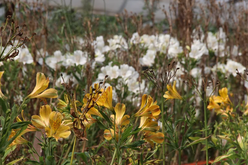 Flores — Berazategui (Argentine)