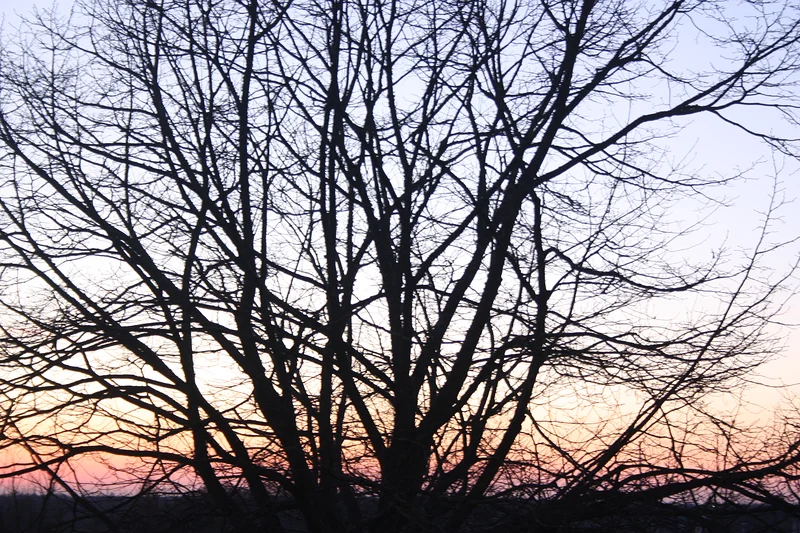Arbres — Rennes (France)