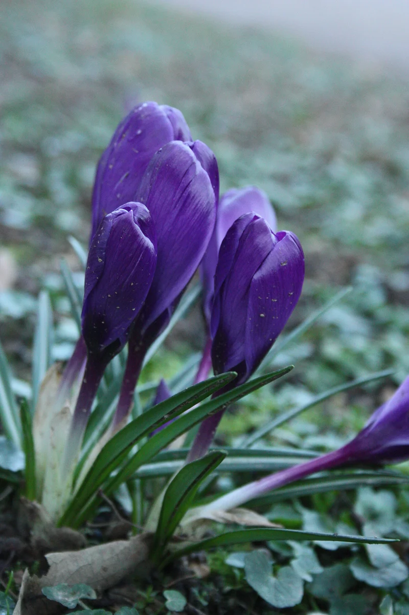 Fleurs — Parc du Thabor (France)
