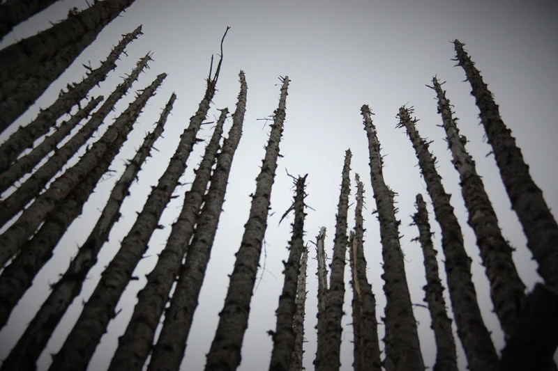 Longs arbres — Québec (Canada)