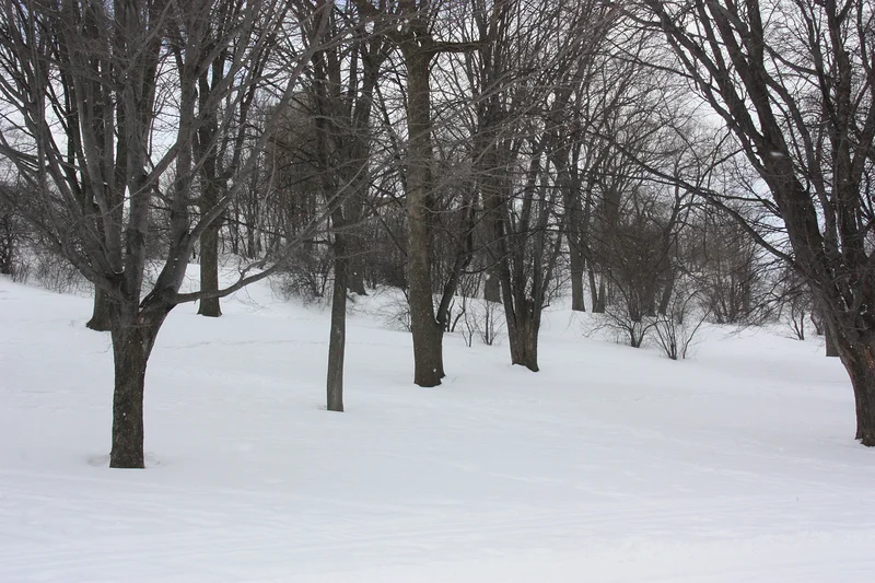 Plaines d'Abraham