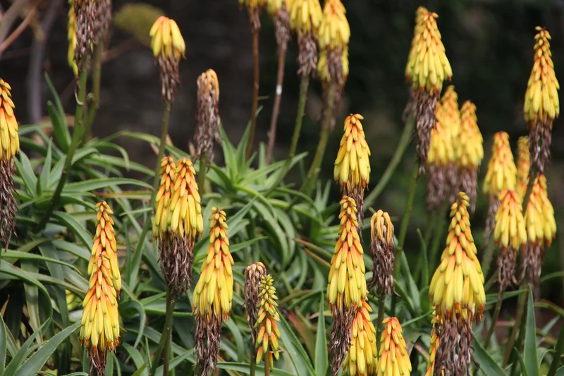 Jardin de l'abbaye — Abbaye de Daoulas (France)