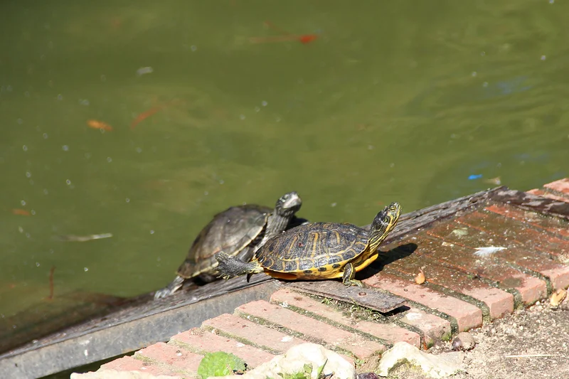 Tortugas — Parc El Retiro (Espagne)