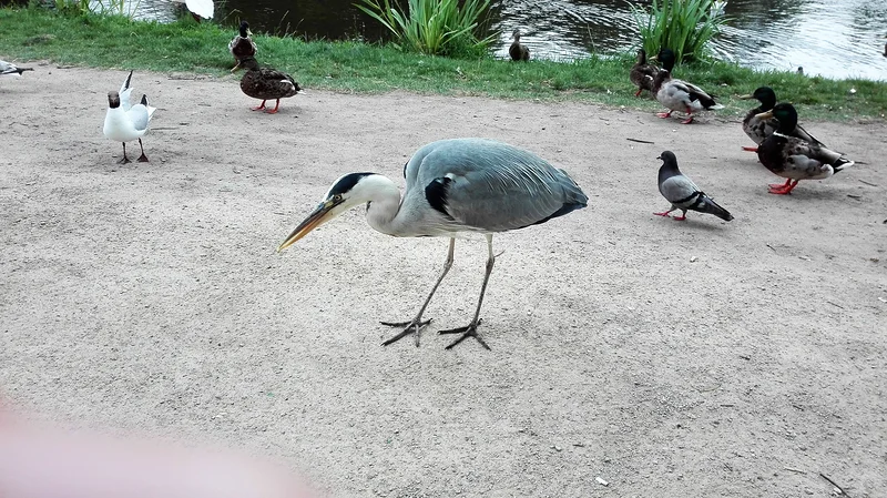 Héron — Vondelpark (Pays-Bas)