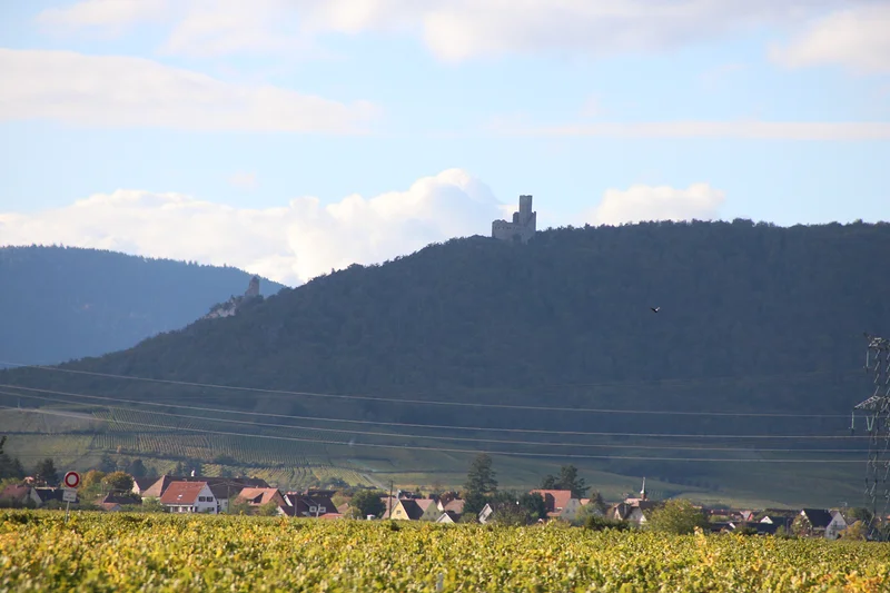Château de l'Ortenbourg — Sélestat (France)