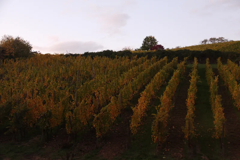 Vignes de Riquewihr — Riquewihr (France)