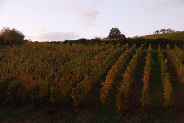 Vignes de Riquewihr