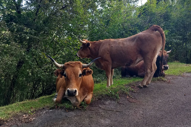 Copains de route (Espagne)