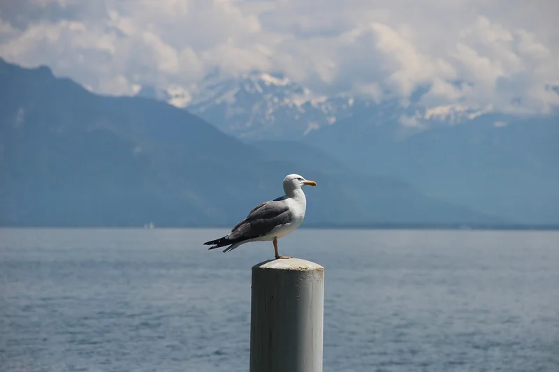 Lac Léman — Cully (Suisse)
