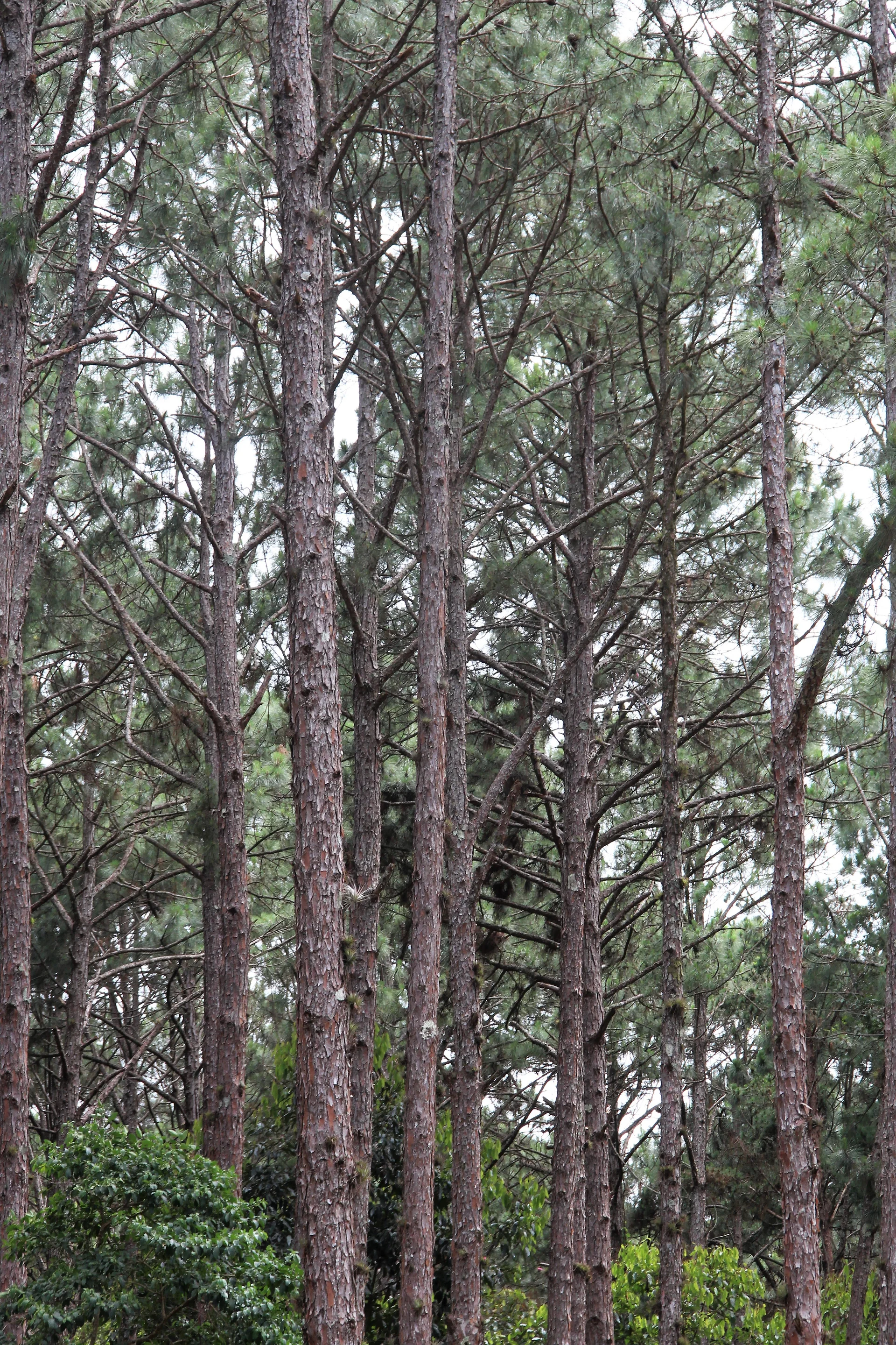 Uma Arvore — Florianopolis (Brésil)
