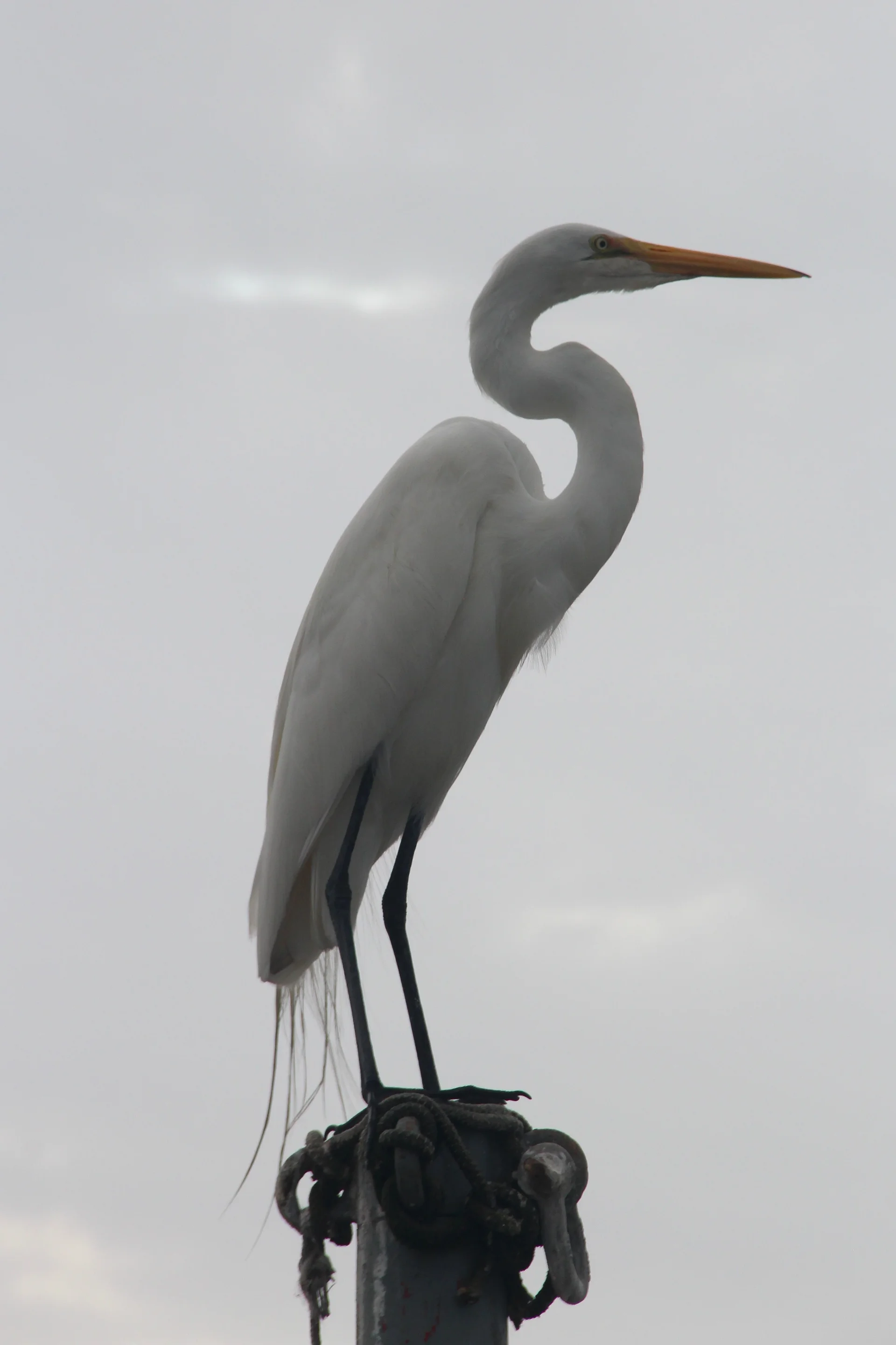 O lindo Pássaro — Florianopolis (Brésil)