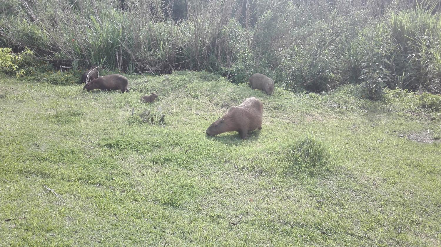 Capibaras