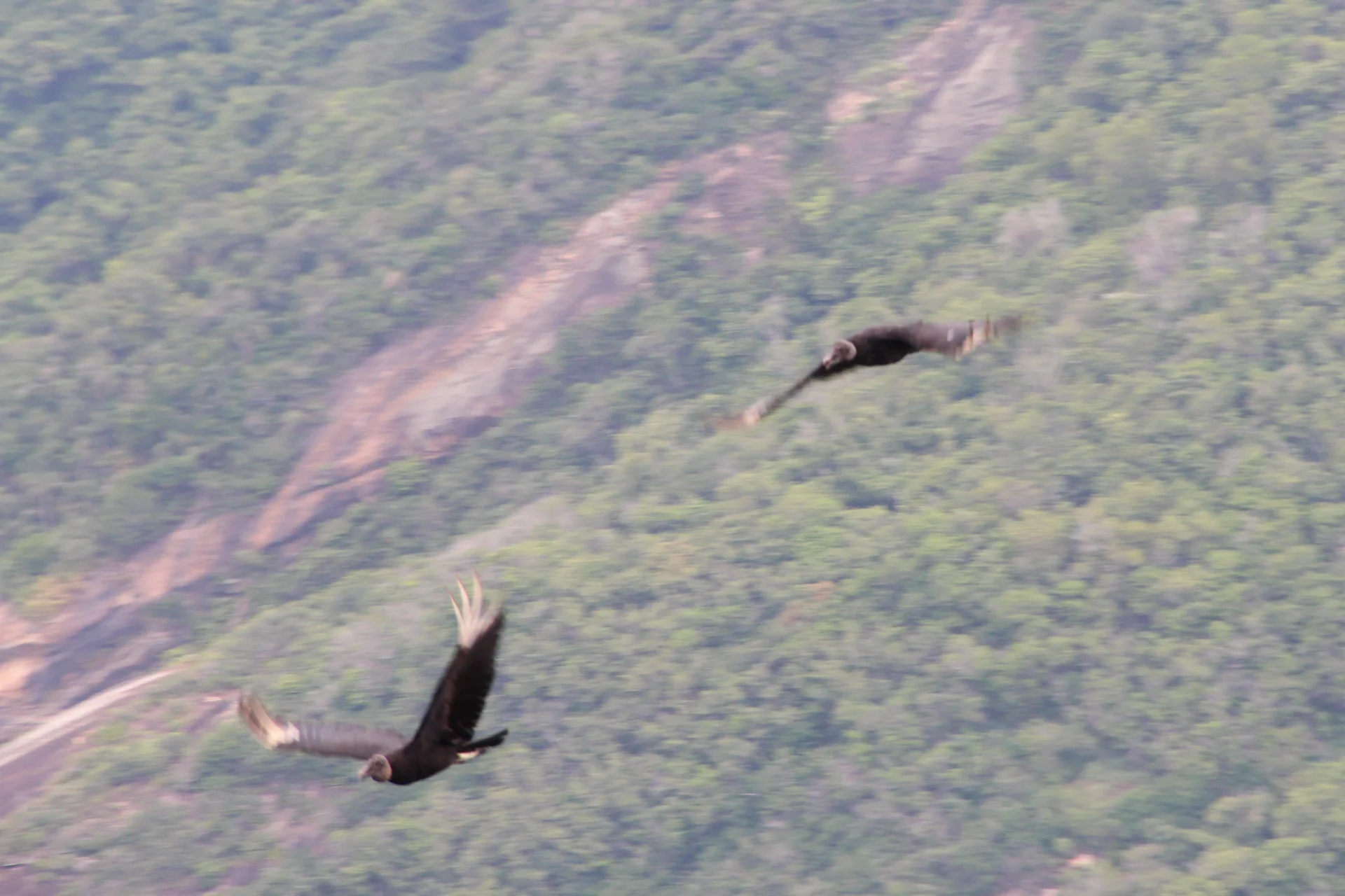 Abrutes — Rio de Janeiro (Brésil)