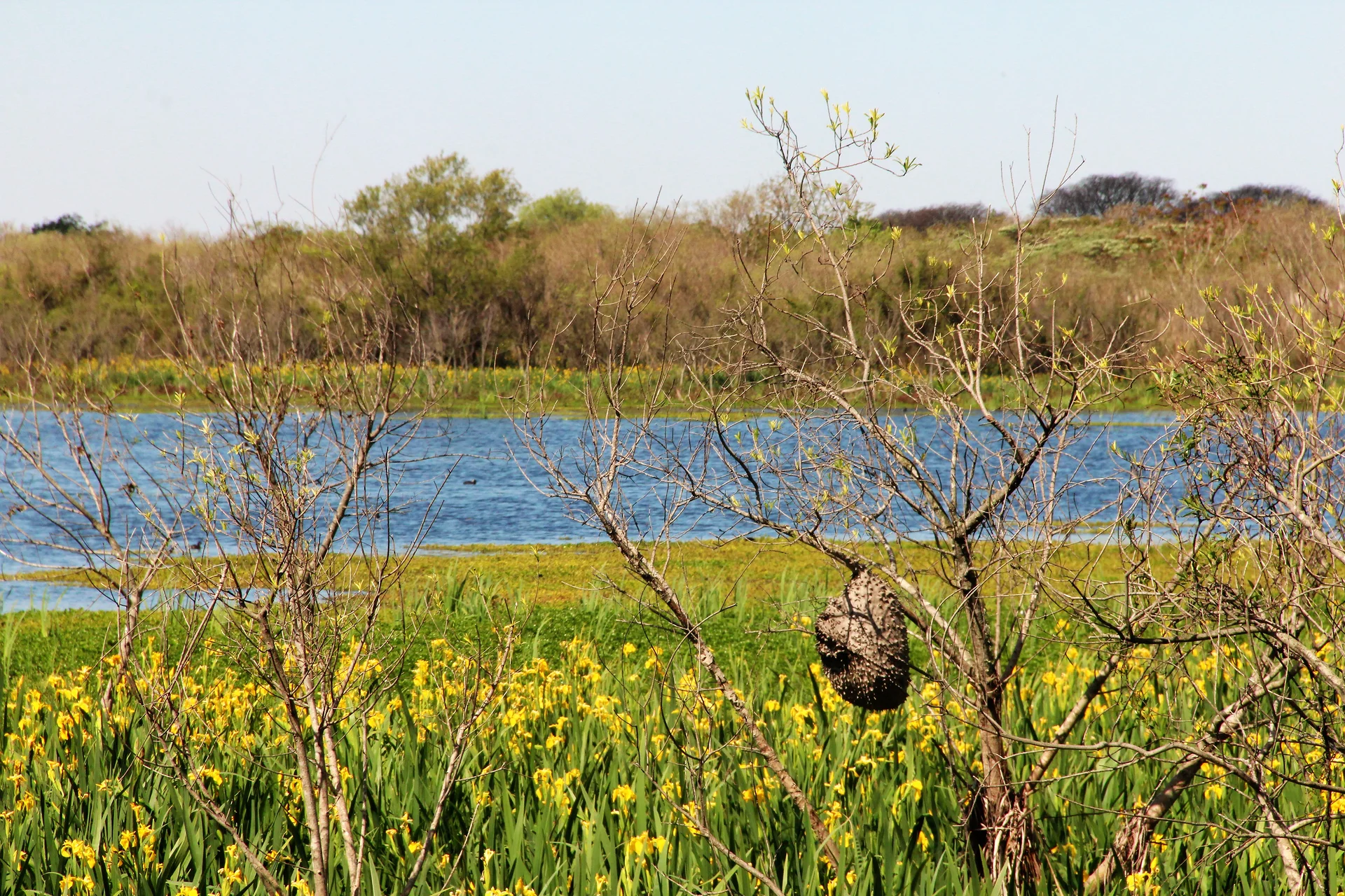 Reserva Ecológica Costanera Sur Reserva Ecológica Costanera Sur — Réserve écologique Costanera Sur (Argentine)