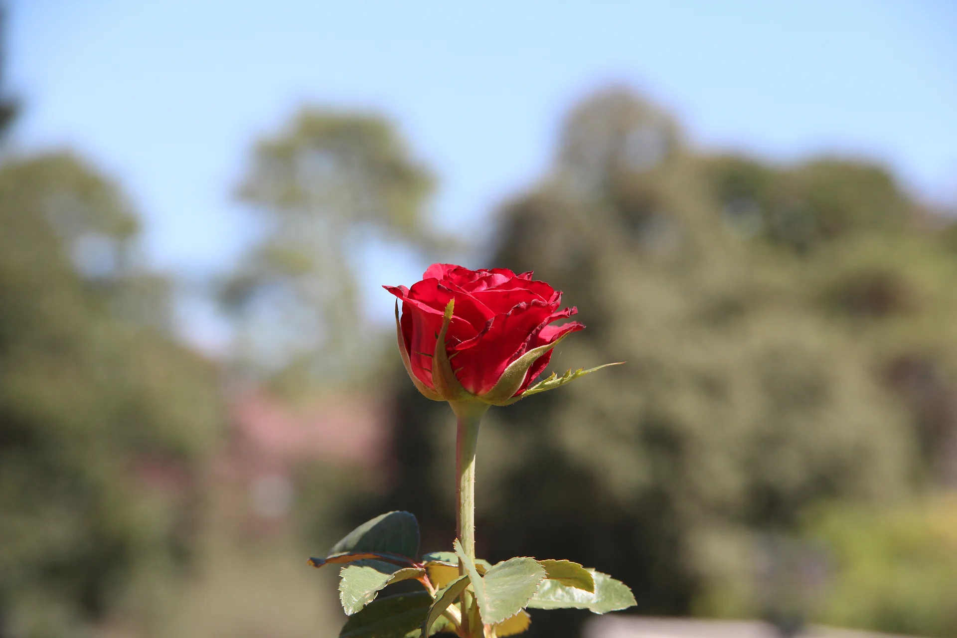 Rosa Rosa — Jardin des roses (Argentine)