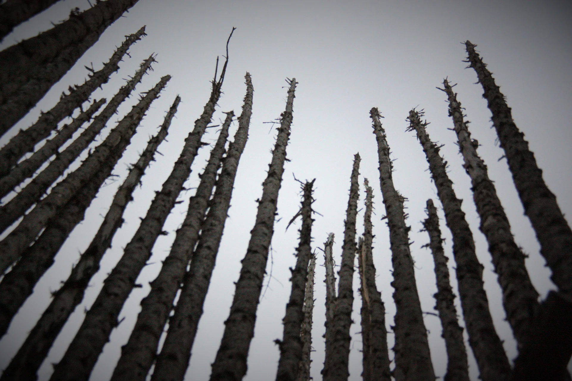 Longs arbres — Québec (Canada)
