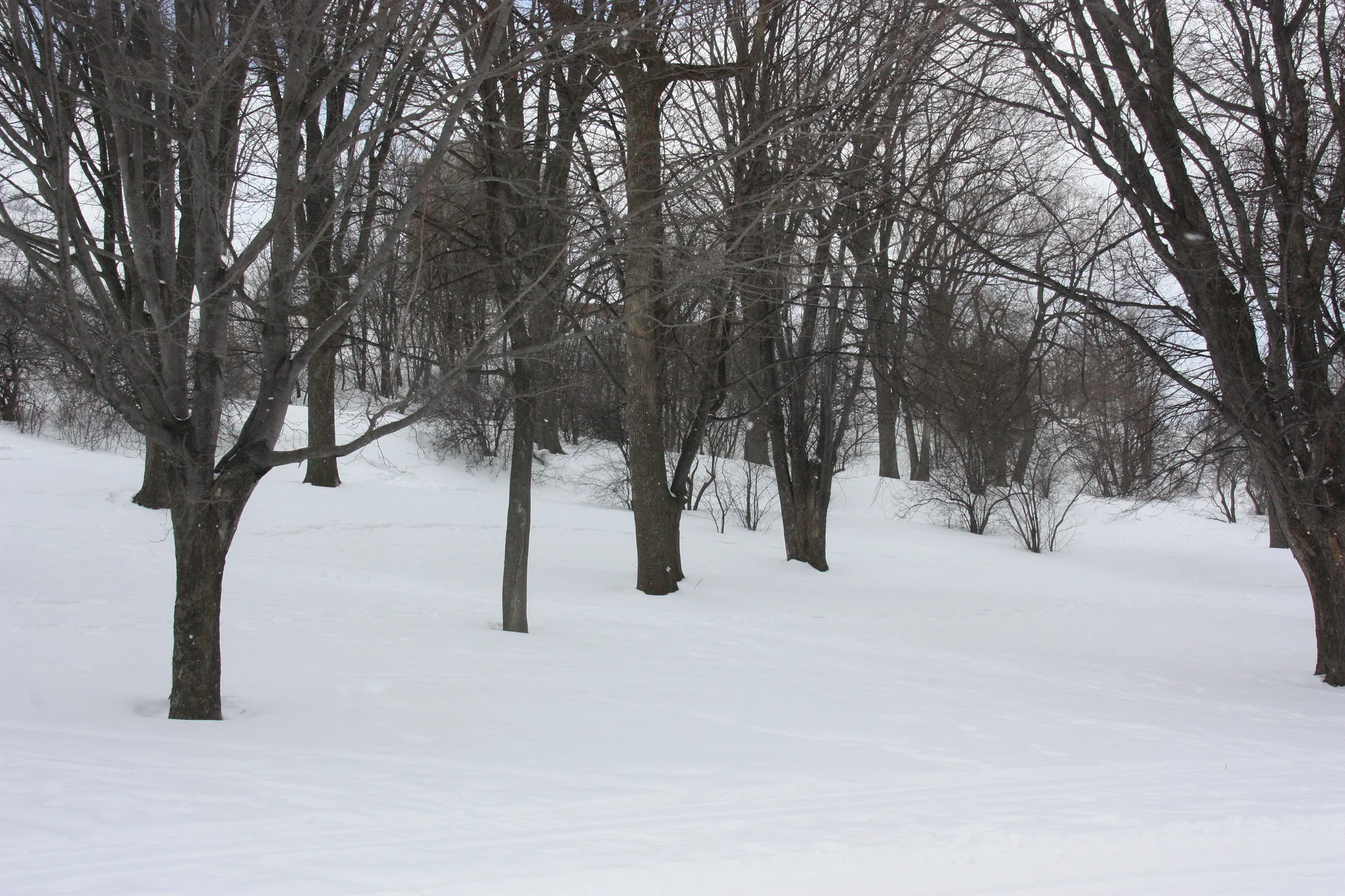 Les plaines — Plaines d'Abraham (Canada)