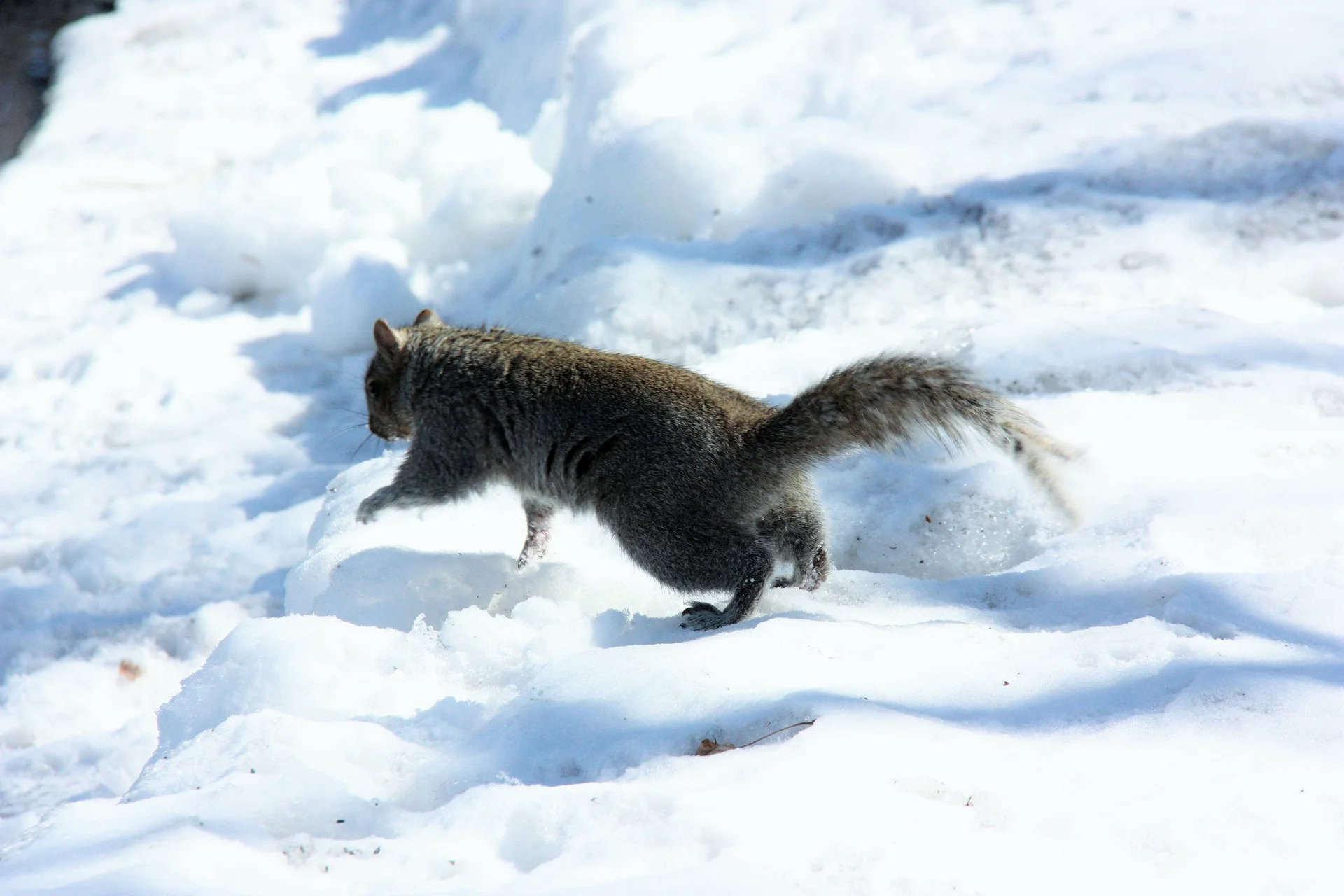 Un ami — Parc Jarry (Canada)