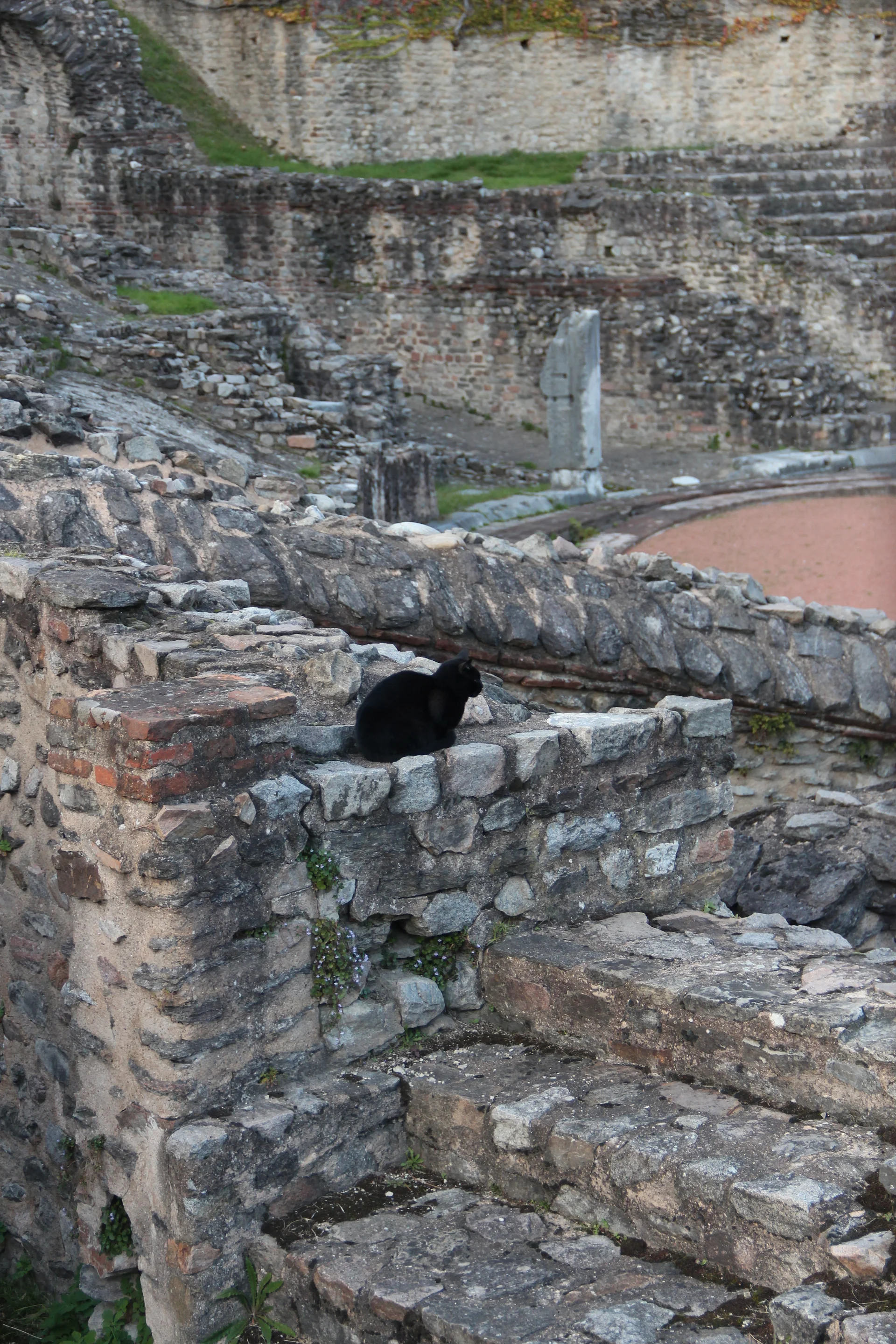 El gato negro